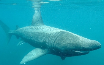Tiburón de piel marrón grisáceo, cabeza larga, boca grande arqueada