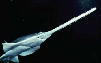 Tiburón de hocico delgado y largo con dientes a su alrededor, vientre blanco, dorso oscuro.