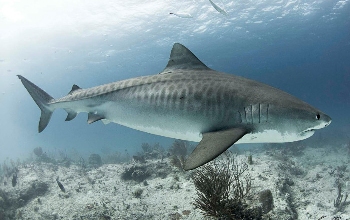 Tiburón de dorso color gris con rayas oscuras, vientre blanco, cuerpo grande cola delgada y hocico corto