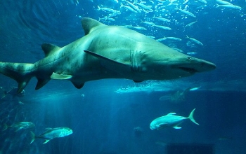 Tiburón de cuerpo robusto, hocico corto, ancho de dorso gris vientre blanco y ojos pequeños