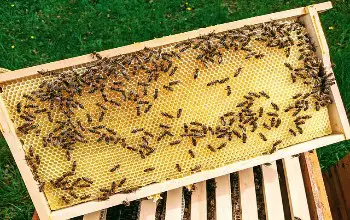 Producción de miel fresca en marco de panal sobre base de madera