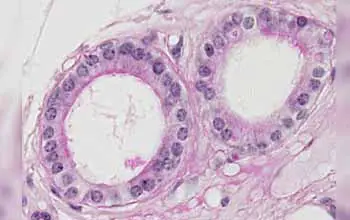 tisular - Imagen vista bajo un microscopio de tejido epitelial simple cubico resaltando los círculos morados oscuros como el núcleo de la célula