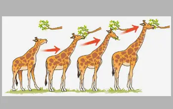 Dibujo de la evolución y adaptación del cuello largo de una jirafa alimentándose de una rama de árbol en un fondo blanco y gris