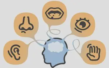 Dibujo de iconos de los cinco sentidos con fondo color carne saliendo de la figura de una cabeza con cerebro color blanco en un fondo gris