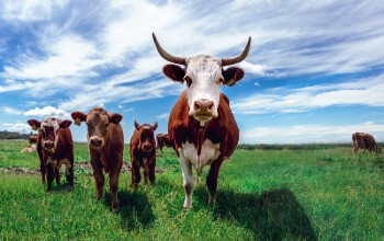 Paisaje donde se ven 4 vacas diferentes viendo hacia la camara