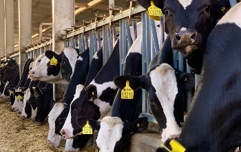 Granero con vacas sacando las cabezas por una reja para comer y tienen etiquetas en las orejas