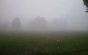 Paisaje húmedo de bosque formación de neblina