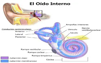 Anatomía del oído interno donde están señalizadas sus partes y en especial el laberinto oseo y membranoso
