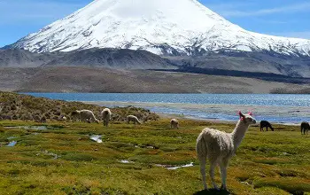 Llamas en paisaje altiplano comiendo pasto alrededor de una laguna y montaña con nieve en día soleado