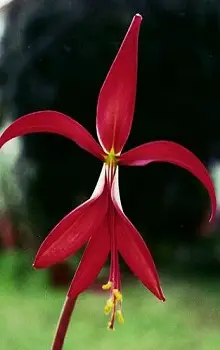 foto de la flor de lis real de color roja