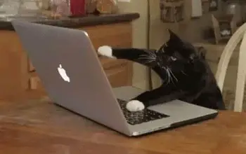 Gato negro con patas blancas sobre el teclado de una laptop gris sobre una mesa de madera en una cocina
