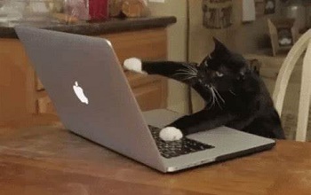 Gato negro con patas blancas sobre el teclado de una laptop gris sobre una mesa de madera en una cocina