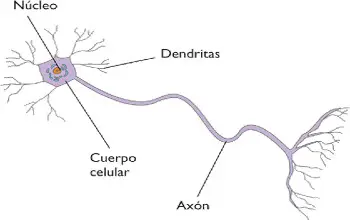 Dibujo de una neurona donde se señala el núcleo, el cuerpo celular, las dendritas y el axón