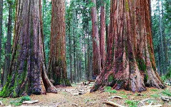 Grupo de árboles enormes de tronco color marrón y rojo y hojas verdes en un bosque