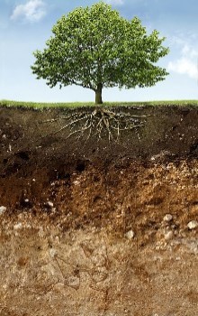 Imagen de árbol sembrado sobre terreno mostrando las diferentes capas de suelo en un fondo de cielo azul