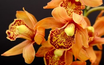 Orquídeas de color naranja su centro y pétalos amarillos con manchas rojas en un fondo de color negro