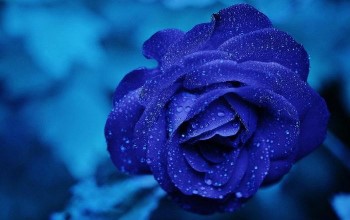 Rosa de color azul con roció de agua en sus pétalos sobre un fondo de color azul claro