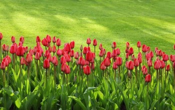Tulipanes de color rojo y sus largos tallos verdes en un fondo de grama colo verde
