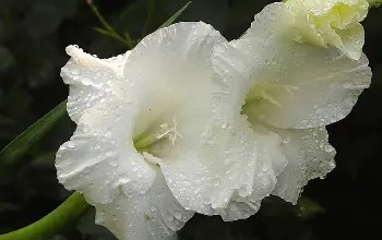 Flores de gladiola de color blanco de tallo verde grueso y roció de agua sobre sus pétalos en un fondo oscuro de plantas
