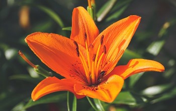 Flor de lirio de color naranja y estambres sobresalientes en un fondo de plantas verdes borroso