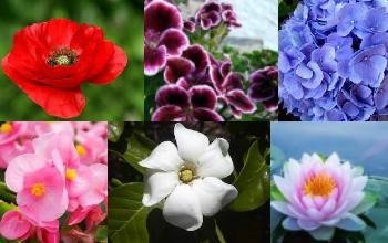 Collage de diferentes flores, hortensia de color lila, flor de loto rosada en el agua, amapola de pétalos rojos, begonia rosada, flor de cerezo vinotinto con orillas rosadas y gardenia blanca