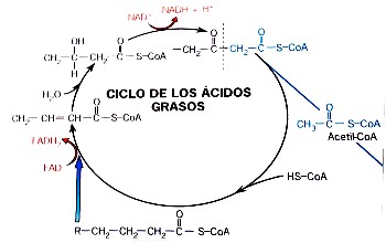 Diagrama explicativo del ciclo de los ácidos grasos