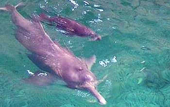 Imagen de delfines rosados con el lomo gris sumergidas dentro del agua en un día soleado