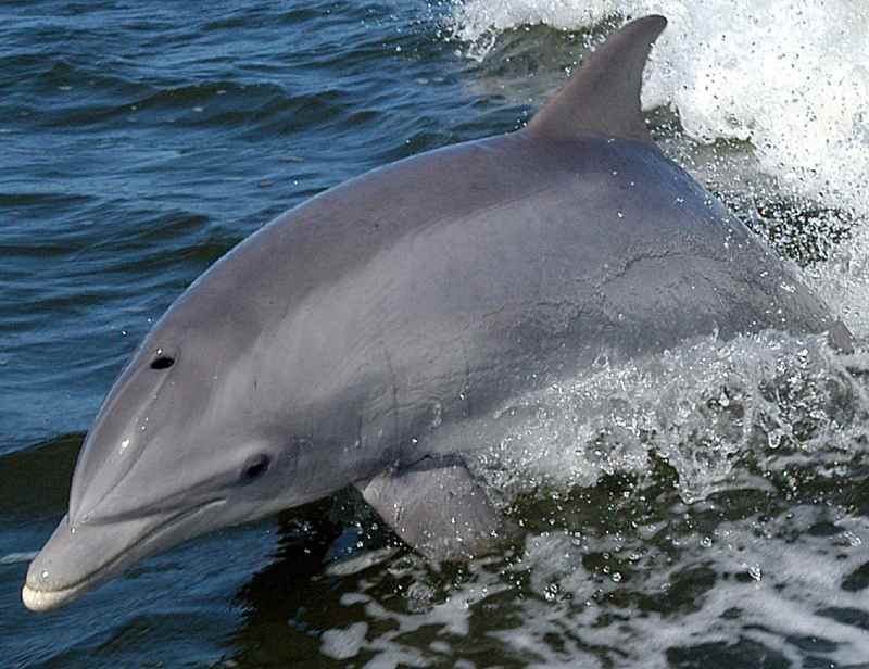 Foto de delfín mular en tonos grises nadando en el agua en un día soleado