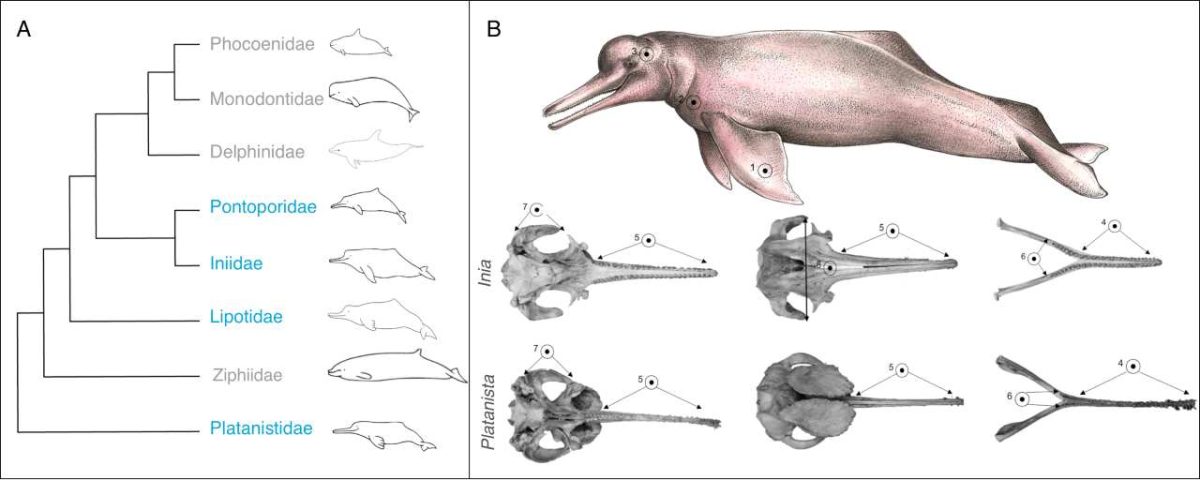Dibujo de la clasificación y anatomía de los delfines según su especie sobre un fondo blanco