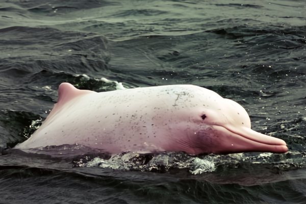 Imagen de delfín rosado con machas pequeñas de color gris en el agua