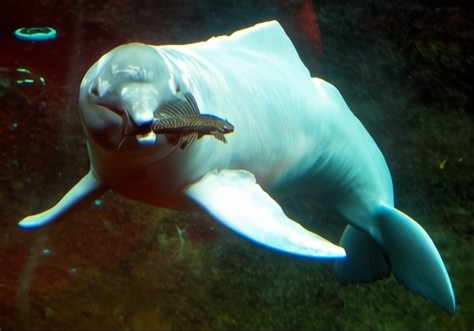Imagen de delfín rosado sumergido dentro del agua con un pez en su boca iluminado por la luz del día