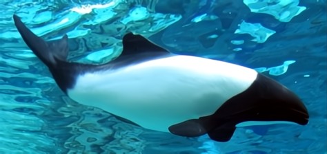 Foto de tonina overa o delfín pió de color negro y blanco dentro de un fondo de agua azul